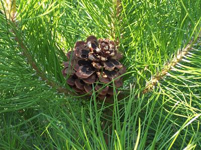 کاج سیاه، European Black Pine، درختی است هرمی گسترده و متراکم با تاج مدور، آرایش منظم و دقیق شاخه های آن حتی در بلوغ هم حفظ می شوند.